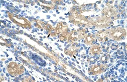 Anti-RPUSD2 antibody, N-term used in IHC (Paraffin sections) (IHC-P). GTX47209
