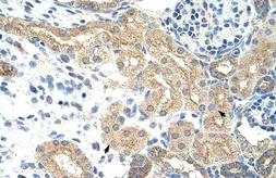 Anti-NXF5 antibody, Internal used in IHC (Paraffin sections) (IHC-P). GTX47238