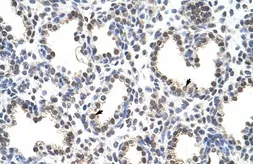 Anti-FLJ12529 antibody, C-term used in IHC (Paraffin sections) (IHC-P). GTX47252