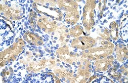 Anti-MTHFSD antibody, N-term used in IHC (Paraffin sections) (IHC-P). GTX47261