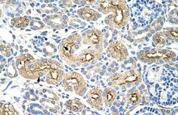 Anti-MIF4GD antibody, C-term used in IHC (Paraffin sections) (IHC-P). GTX47267