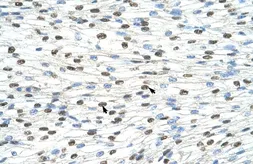 Anti-DAZAP1 antibody, C-term used in IHC (Paraffin sections) (IHC-P). GTX47274