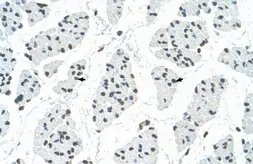 Anti-RBM22 antibody, C-term used in IHC (Paraffin sections) (IHC-P). GTX47285