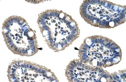 Anti-NUDT21 antibody, N-term used in IHC (Paraffin sections) (IHC-P). GTX47334