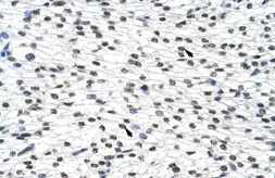 Anti-SURF6 antibody, Internal used in IHC (Paraffin sections) (IHC-P). GTX47336