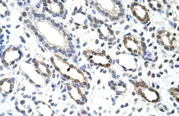 Anti-KHDRBS3 antibody, C-term used in IHC (Paraffin sections) (IHC-P). GTX47342