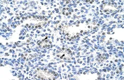 Anti-PAIP1 antibody, C-term used in IHC (Paraffin sections) (IHC-P). GTX47344