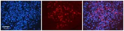 Anti-hnRNP U antibody, N-term used in IHC (Paraffin sections) (IHC-P). GTX47369