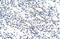 Anti-NOL4 antibody, N-term used in IHC (Paraffin sections) (IHC-P). GTX47373