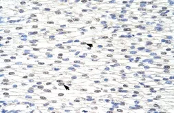 Anti-SNRPF antibody, N-term used in IHC (Paraffin sections) (IHC-P). GTX47383
