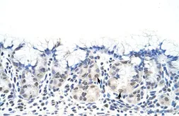 Anti-DAZ4 antibody, N-term used in IHC (Paraffin sections) (IHC-P). GTX47419