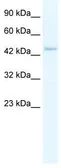 Anti-ZBP1 antibody, Internal used in Western Blot (WB). GTX47462