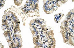 Anti-MCM8 antibody, C-term used in IHC (Paraffin sections) (IHC-P). GTX47469