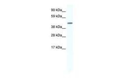 Anti-Connexin 40 antibody, N-term used in Western Blot (WB). GTX47486