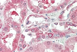 Anti-KIF6 antibody, Internal used in IHC (Paraffin sections) (IHC-P). GTX47581