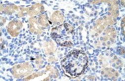 Anti-CLIC5 antibody, C-term used in IHC (Paraffin sections) (IHC-P). GTX47671