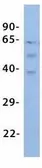 Anti-MLC1 antibody, Internal used in Western Blot (WB). GTX47676