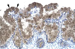 Anti-ASGR2 antibody, N-term used in IHC (Paraffin sections) (IHC-P). GTX47749