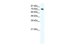 Anti-Dishevelled 1 antibody, C-term used in Western Blot (WB). GTX47783