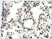 Anti-RASD2 antibody used in IHC (Paraffin sections) (IHC-P). GTX47859