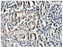 Anti-PROM2 antibody used in IHC (Paraffin sections) (IHC-P). GTX47864