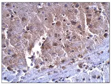 Anti-SLC7A10 antibody (N-terminal) used in IHC (Paraffin sections) (IHC-P). GTX47874