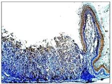 Anti-DEK antibody used in IHC (Paraffin sections) (IHC-P). GTX47896