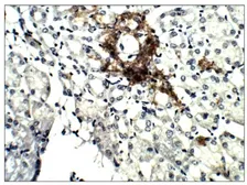Anti-Aquaporin 4 antibody used in IHC (Paraffin sections) (IHC-P). GTX47920