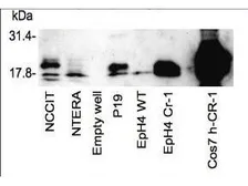 Anti-Cripto antibody used in Western Blot (WB). GTX48477