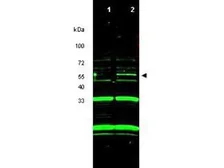Anti-ING3 antibody used in Western Blot (WB). GTX48488