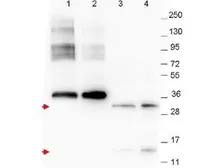 Anti-GDF15 antibody [23B3D2.H5] used in Western Blot (WB). GTX48498
