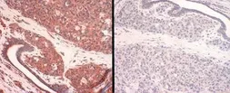 Anti-SLC31A1 / CTR1 antibody used in IHC (Paraffin sections) (IHC-P). GTX48534