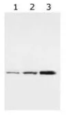 Anti-14-3-3 gamma antibody [HS23] used in Western Blot (WB). GTX48540