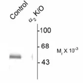 Anti-GABA A Receptor alpha 2 antibody used in Western Blot (WB). GTX48611