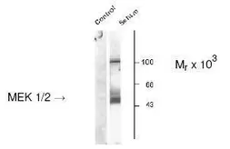 Anti-MEK1/2 (phospho Ser218/222) antibody used in Western Blot (WB). GTX48615