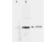 Anti-LEFTY2 antibody [7C5G1H6H10] used in Western Blot (WB). GTX48643