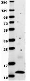 Anti-MCP1 / CCL2 antibody used in Western Blot (WB). GTX48661