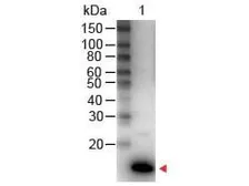 Anti-IL9 antibody (HRP) used in Western Blot (WB). GTX48671