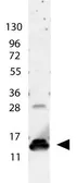 Anti-IL9 antibody used in Western Blot (WB). GTX48672