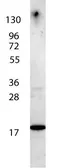 Anti-IL7 antibody (Biotin) used in Western Blot (WB). GTX48673