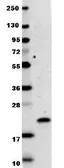 Anti-IL29 antibody used in Western Blot (WB). GTX48682