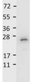 Anti-IL27 antibody (HRP) used in Western Blot (WB). GTX48685