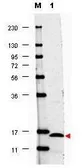 Anti-IL17F antibody used in Western Blot (WB). GTX48695
