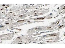 Anti-Iaspp antibody used in IHC (Paraffin sections) (IHC-P). GTX48696