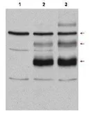 Anti-C-Myb antibody used in Western Blot (WB). GTX48705