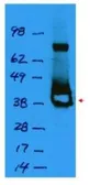 Anti-Lac I antibody used in Western Blot (WB). GTX48707