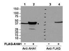 Anti-AHA-1 antibody used in Western Blot (WB). GTX48723