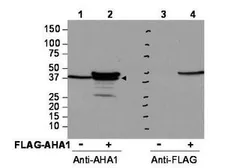 Anti-AHA-1 antibody used in Western Blot (WB). GTX48723