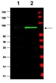 Anti-MDM2 antibody used in Western Blot (WB). GTX48728