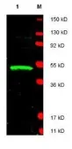 Anti-LDB1 antibody used in Western Blot (WB). GTX48750